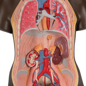 Model de tors african dublu de lux, 24 componente - 3B Smart Anatomy