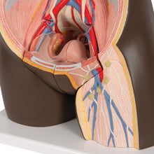 Load image into Gallery viewer, Model de tors african dublu de lux, 24 componente - 3B Smart Anatomy