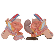 Load image into Gallery viewer, Model de tors african dublu de lux, 24 componente - 3B Smart Anatomy