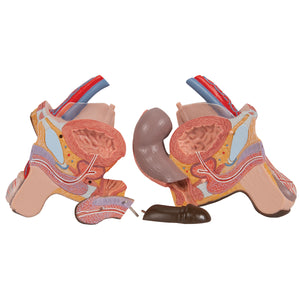 Model de tors african dublu de lux, 24 componente - 3B Smart Anatomy
