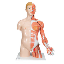 Load image into Gallery viewer, Model de tors uman dublu sex în mărime naturală, cu braț muscular, 33 componente - 3B Smart Anatomy