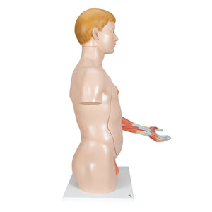 Model de tors uman dublu sex în mărime naturală, cu braț muscular, 33 componente - 3B Smart Anatomy