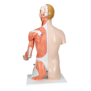 Model de tors uman dublu sex în mărime naturală, cu braț muscular, 33 componente - 3B Smart Anatomy
