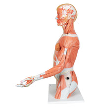 Load image into Gallery viewer, Model de tors uman dublu sex în mărime naturală, cu braț muscular, 33 componente - 3B Smart Anatomy