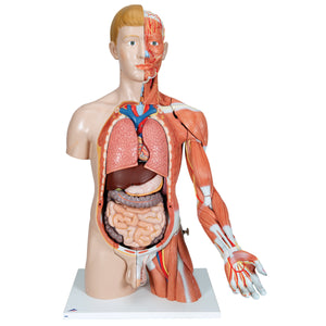Model de tors uman dublu sex în mărime naturală, cu braț muscular, 33 componente - 3B Smart Anatomy