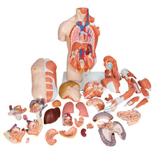 Load image into Gallery viewer, Model de tors uman dublu sex în mărime naturală, cu braț muscular, 33 componente - 3B Smart Anatomy