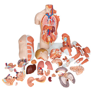 Model de tors uman dublu sex în mărime naturală, cu braț muscular, 33 componente - 3B Smart Anatomy
