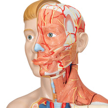 Load image into Gallery viewer, Model de tors uman dublu sex în mărime naturală, cu braț muscular, 33 componente - 3B Smart Anatomy