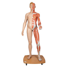 Load image into Gallery viewer, Figură umană dublu sex în mărime naturală, jumătate de latură cu mușchi, 39 componente - 3B Smart Anatomy