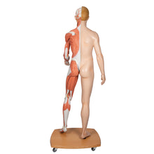 Load image into Gallery viewer, Figură umană dublu sex în mărime naturală, jumătate de latură cu mușchi, 39 componente - 3B Smart Anatomy