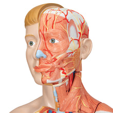 Load image into Gallery viewer, Figură umană dublu sex în mărime naturală, jumătate de latură cu mușchi, 39 componente - 3B Smart Anatomy