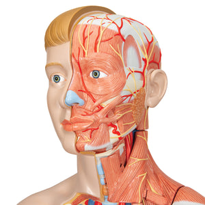 Figură umană dublu sex în mărime naturală, jumătate de latură cu mușchi, 39 componente - 3B Smart Anatomy