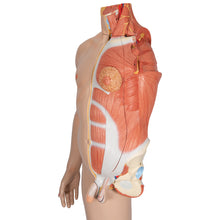 Load image into Gallery viewer, Figură umană dublu sex în mărime naturală, jumătate de latură cu mușchi, 39 componente - 3B Smart Anatomy