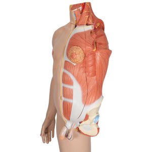 Figură umană dublu sex în mărime naturală, jumătate de latură cu mușchi, 39 componente - 3B Smart Anatomy