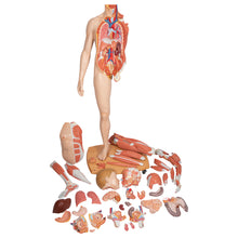 Load image into Gallery viewer, Figură umană dublu sex în mărime naturală, jumătate de latură cu mușchi, 39 componente - 3B Smart Anatomy