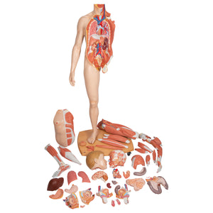 Figură umană dublu sex în mărime naturală, jumătate de latură cu mușchi, 39 componente - 3B Smart Anatomy