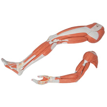 Load image into Gallery viewer, Figură umană dublu sex în mărime naturală, jumătate de latură cu mușchi, 39 componente - 3B Smart Anatomy