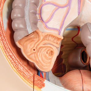 Figură umană dublu sex în mărime naturală, jumătate de latură cu mușchi, 39 componente - 3B Smart Anatomy