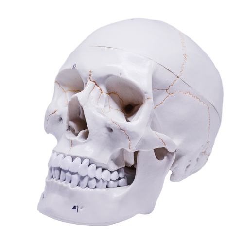 Model pedagogic craniu uman