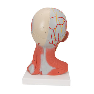 Model de musculatură a capului şi gâtului, în 5 părţi - 3B Smart Anatomy