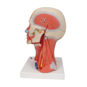 Model de musculatură a capului şi gâtului, în 5 părţi - 3B Smart Anatomy