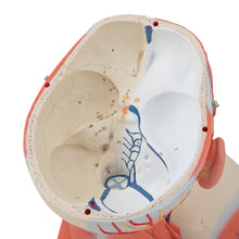 Load image into Gallery viewer, Model de musculatură a capului şi gâtului, în 5 părţi - 3B Smart Anatomy
