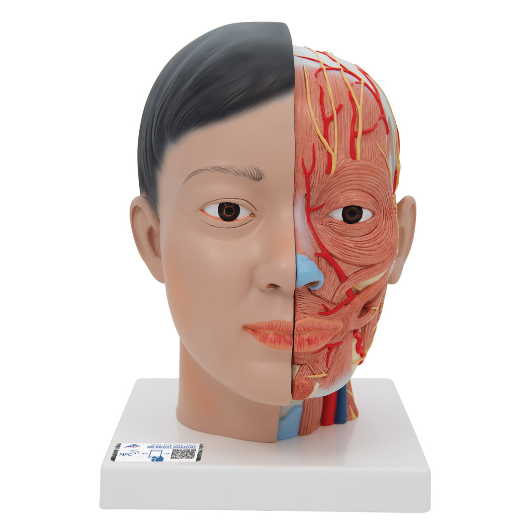 Model asiatic de cap Deluxe cu gât, 4 părţi - 3B Smart Anatomy