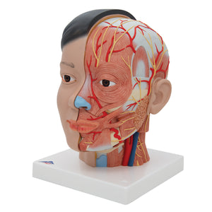 Model asiatic de cap Deluxe cu gât, 4 părţi - 3B Smart Anatomy