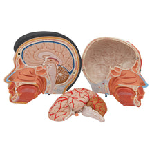 Load image into Gallery viewer, Model asiatic de cap Deluxe cu gât, 4 părţi - 3B Smart Anatomy