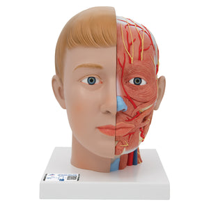Model de cap uman cu gât, 4 părţi - 3B Smart Anatomy