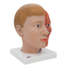 Load image into Gallery viewer, Model de cap uman cu gât, 4 părţi - 3B Smart Anatomy