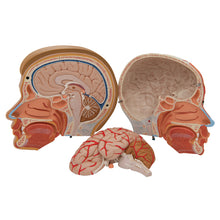 Load image into Gallery viewer, Model de cap uman cu gât, 4 părţi - 3B Smart Anatomy