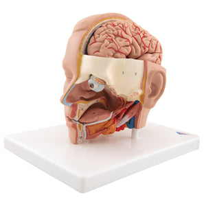 Model de cap uman, 6 părţi - 3B Smart Anatomy