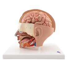 Load image into Gallery viewer, Model de cap uman, 6 părţi - 3B Smart Anatomy