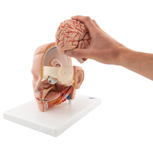 Load image into Gallery viewer, Model de cap uman, 6 părţi - 3B Smart Anatomy