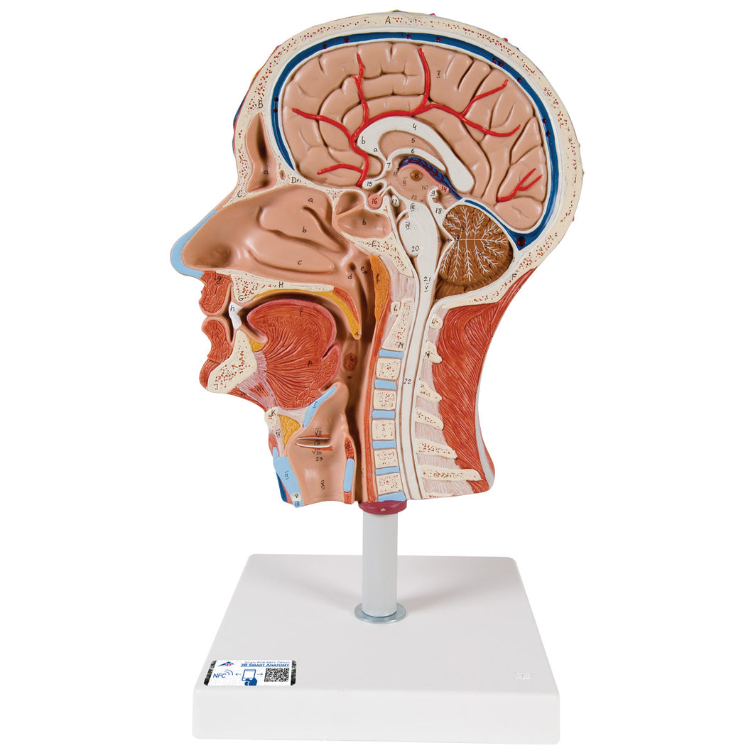 Model cu jumătate de cap cu gât, muşchi, vase de sânge şi ramuri nervoase - 3B Smart Anatomy