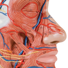 Load image into Gallery viewer, Model cu jumătate de cap cu gât, muşchi, vase de sânge şi ramuri nervoase - 3B Smart Anatomy
