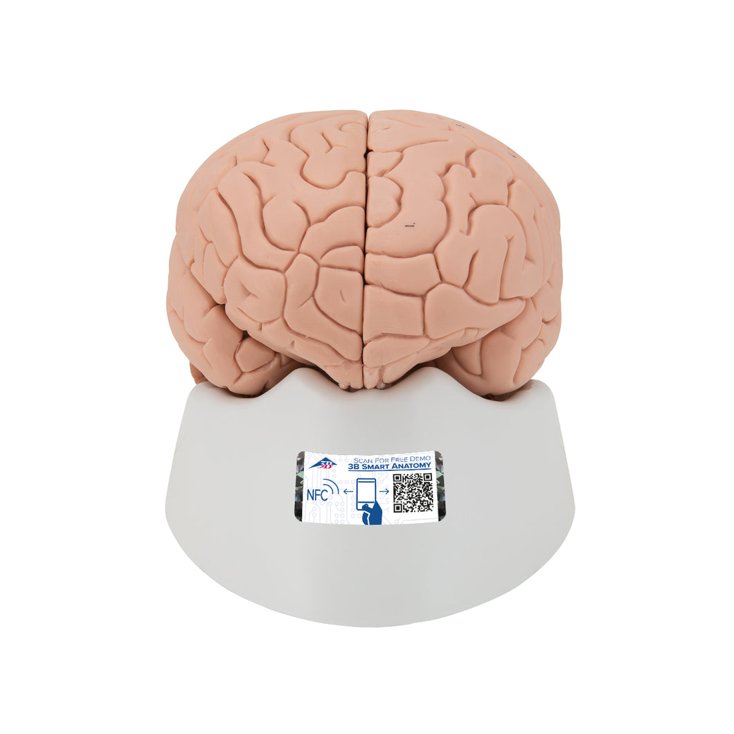 Model introductiv al creierului uman, 2 părţi - 3B Smart Anatomy