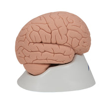 Load image into Gallery viewer, Model introductiv al creierului uman, 2 părţi - 3B Smart Anatomy