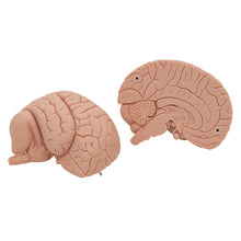 Load image into Gallery viewer, Model introductiv al creierului uman, 2 părţi - 3B Smart Anatomy