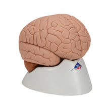 Load image into Gallery viewer, Modelul creierului uman, 2 părţi - 3B Smart Anatomy