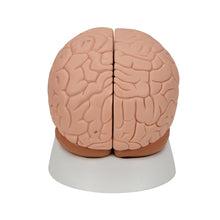 Load image into Gallery viewer, Modelul creierului uman, 2 părţi - 3B Smart Anatomy
