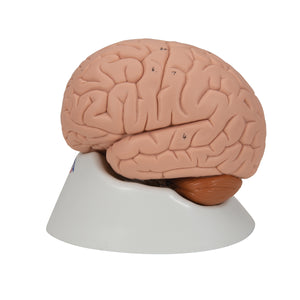 Modelul creierului uman, 2 părţi - 3B Smart Anatomy