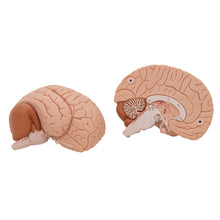Load image into Gallery viewer, Modelul creierului uman, 2 părţi - 3B Smart Anatomy