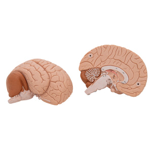 Modelul creierului uman, 2 părţi - 3B Smart Anatomy
