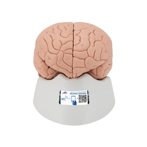 Modelul creierului uman, 4 părţi - 3B Smart Anatomy