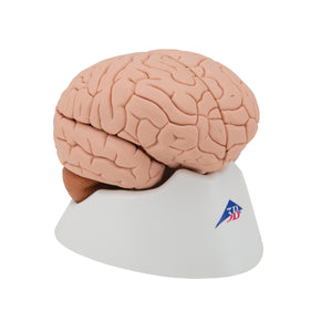 Modelul creierului uman, 4 părţi - 3B Smart Anatomy