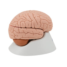 Load image into Gallery viewer, Modelul creierului uman, 4 părţi - 3B Smart Anatomy