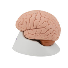 Load image into Gallery viewer, Modelul creierului uman, 4 părţi - 3B Smart Anatomy