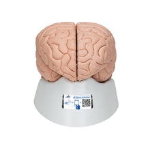 Load image into Gallery viewer, Modelul creierului uman, 8 părţi - 3B Smart Anatomy